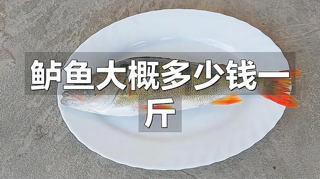 鱸魚30一斤貴不貴【鱸魚30元一斤是否偏貴需結合市場類型與品質綜合判斷】 鱸魚30一斤貴不貴【鱸魚30元一斤是否偏貴需結合市場類型與品質綜合判斷】 龍魚百科 第4張