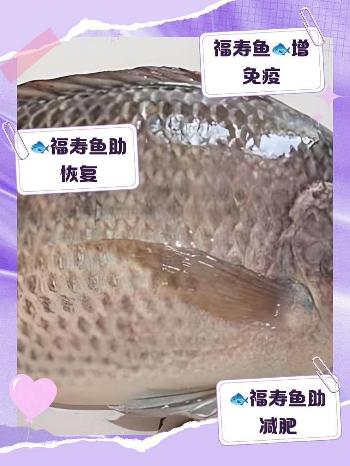福壽魚功效作用【福壽魚與羅非魚的功效與作用及食用福壽魚的功效與作用】