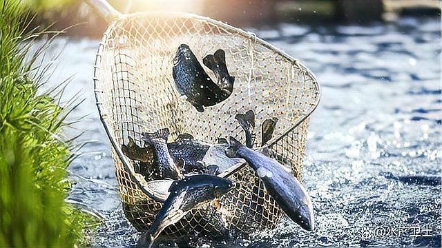 魚真菌感染多久能治愈？【知乎,魚塘水霉病怎么治最快】 魚真菌感染多久能治愈？【知乎,魚塘水霉病怎么治最快】 龍魚百科 第4張