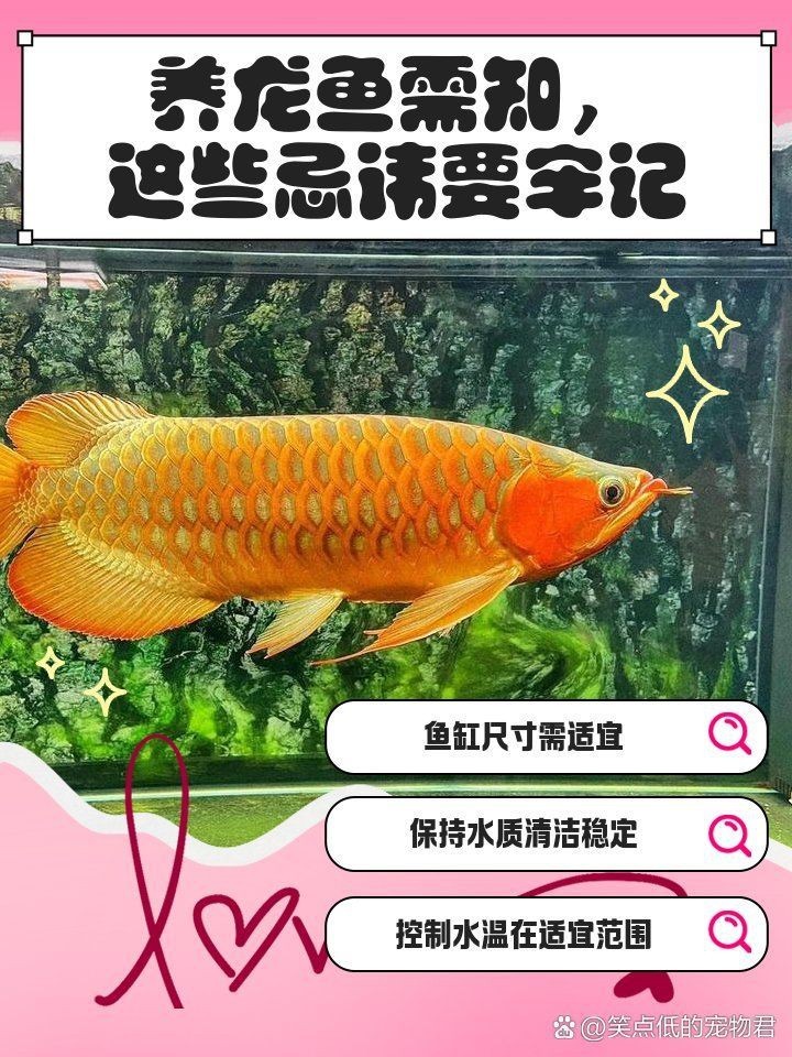 我用小缸養了3年的龍魚【《我用小缸養了3年的龍魚》養龍魚忌諱盤點寵物喂養問答】 我用小缸養了3年的龍魚【《我用小缸養了3年的龍魚》養龍魚忌諱盤點寵物喂養問答】 龍魚百科 第1張