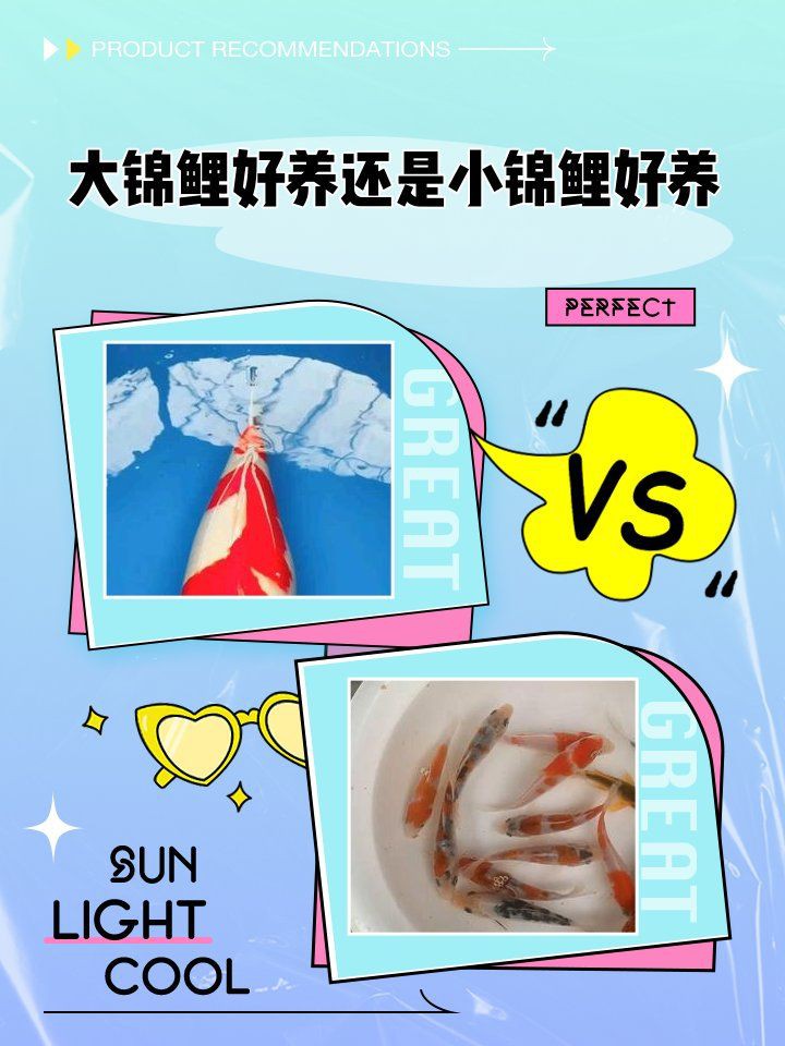 錦鯉是越大越好養(yǎng)嗎【《錦鯉是越大越好養(yǎng)嗎》】
