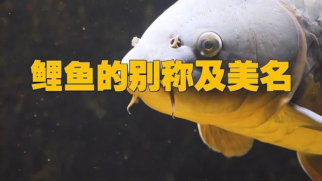 鯉魚的名字叫什么【“鯉魚的名字叫什么”】 鯉魚的名字叫什么【“鯉魚的名字叫什么”】 龍魚百科 第2張