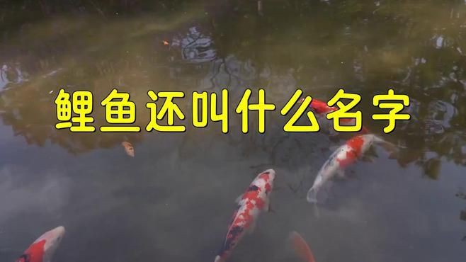 鯉魚的名字叫什么【“鯉魚的名字叫什么”】 鯉魚的名字叫什么【“鯉魚的名字叫什么”】 龍魚百科 第3張