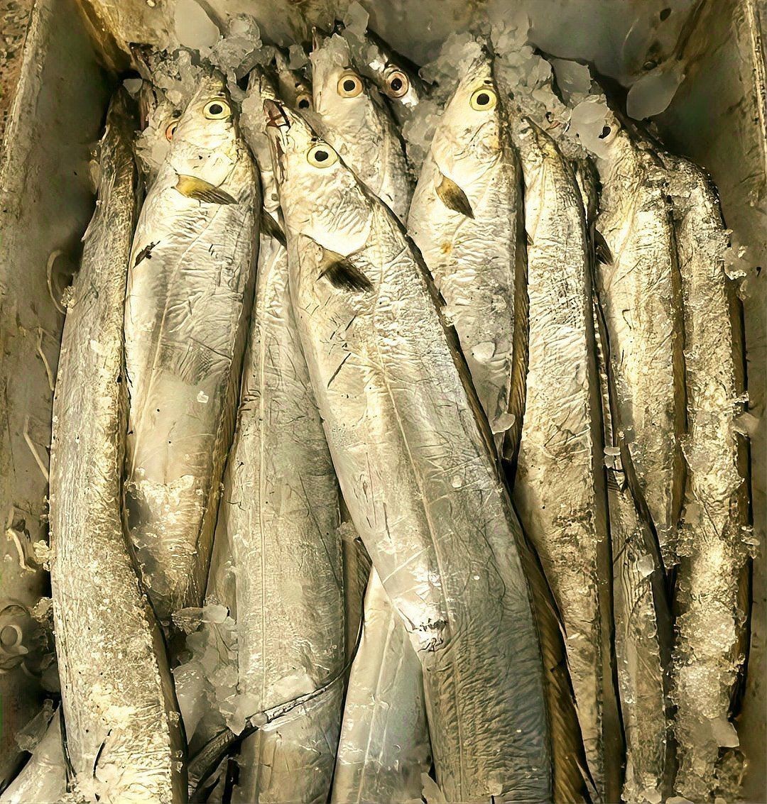 國產銀河星鉆魚和進口區別【國產與進口銀河星鉆魚的區別及挑選技巧】