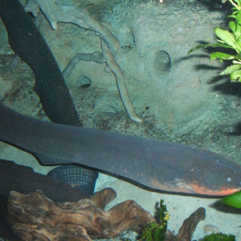 電鰻屬于鰻魚嗎【電鰻不屬于真正的鰻魚】 電鰻屬于鰻魚嗎【電鰻不屬于真正的鰻魚】 龍魚論壇 第1張