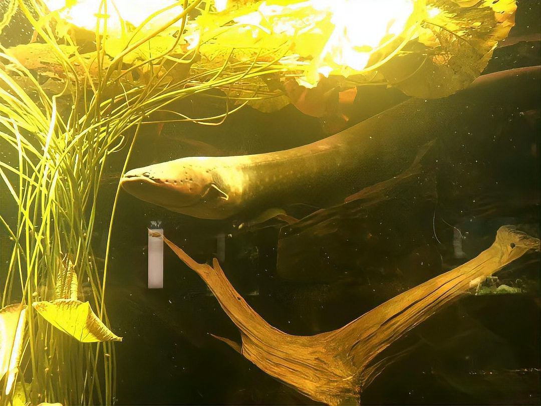 電鰻屬于鰻魚嗎【電鰻不屬于真正的鰻魚】 電鰻屬于鰻魚嗎【電鰻不屬于真正的鰻魚】 龍魚論壇 第5張