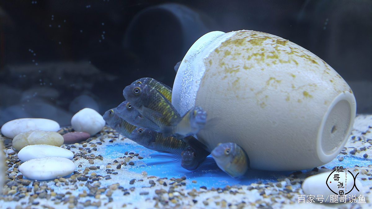 三湖蝴蝶品種有哪些【三湖蝴蝶品種鑒賞與飼養指南三湖蝴蝶品種鑒賞與飼養指南】