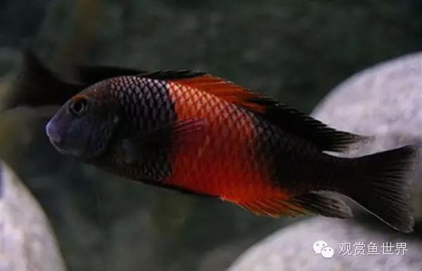 三湖蝴蝶品種有哪些【三湖蝴蝶品種鑒賞與飼養指南三湖蝴蝶品種鑒賞與飼養指南】