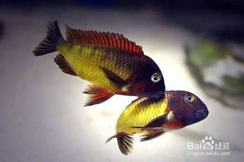 三湖蝴蝶品種有哪些【三湖蝴蝶品種鑒賞與飼養(yǎng)指南三湖蝴蝶品種鑒賞與飼養(yǎng)指南】