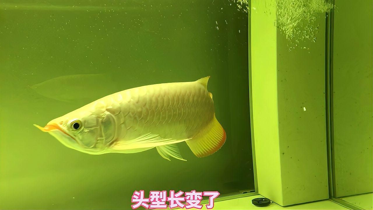 如何識(shí)別金龍魚是否被藥水處理過？【如何分辨過背金龍魚是否被藥泡過，葫蘆兄弟qss】