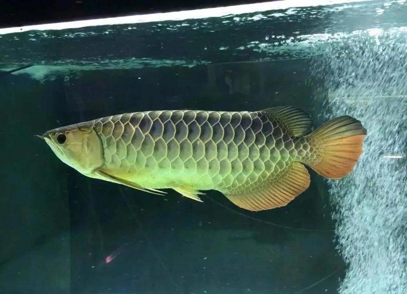 如何識別金龍魚是否被藥水處理過？【如何分辨過背金龍魚是否被藥泡過，葫蘆兄弟qss】