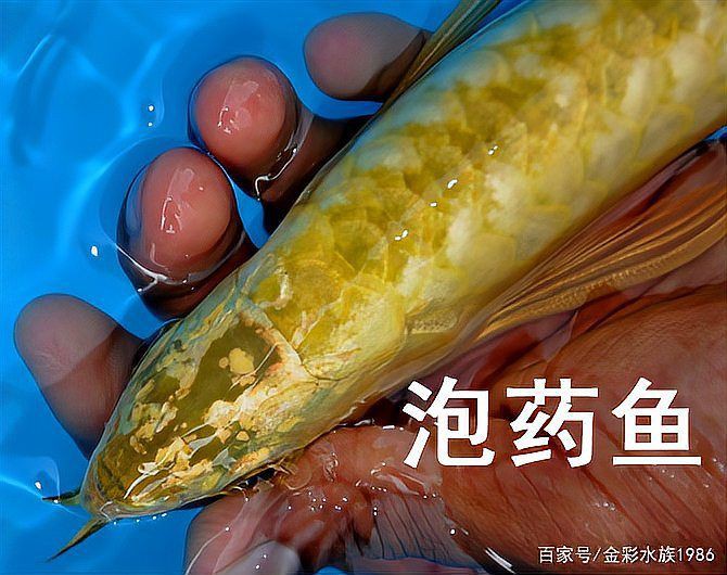 如何識別金龍魚是否被藥水處理過？【如何分辨過背金龍魚是否被藥泡過，葫蘆兄弟qss】