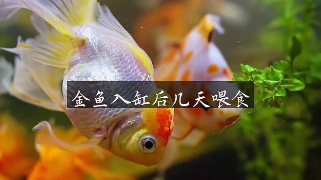 換缸后多久喂食合適？【觀賞魚換缸后多久能喂食】