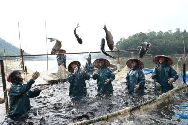 開平龍魚店【唐山市開平區興順水族店】