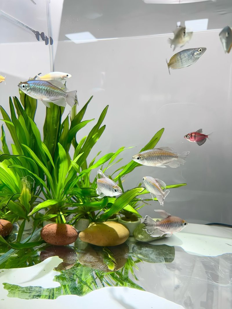 40方缸推薦單養一條的魚【40方缸單養一條魚有哪些建議？】