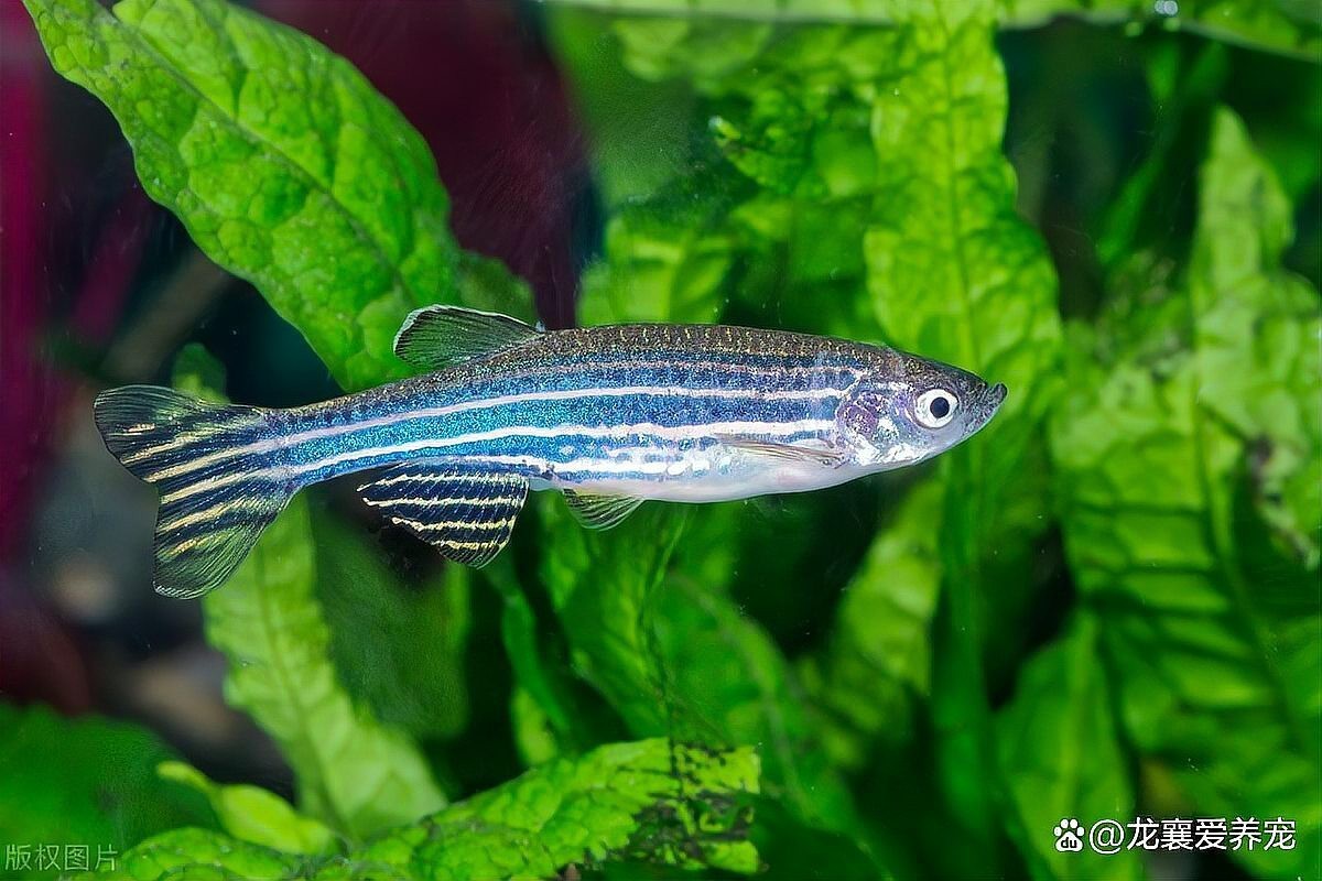 40方缸推薦單養(yǎng)一條的魚【40方缸單養(yǎng)一條魚有哪些建議？】