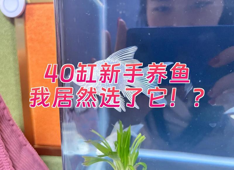 40方缸推薦單養一條的魚【40方缸單養一條魚有哪些建議？】