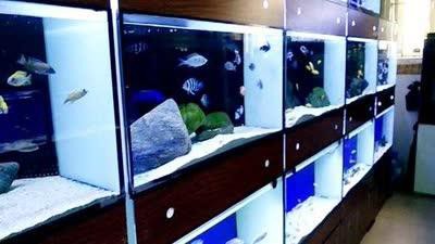 張家口水族店【張家口水族店哪家口碑最好】
