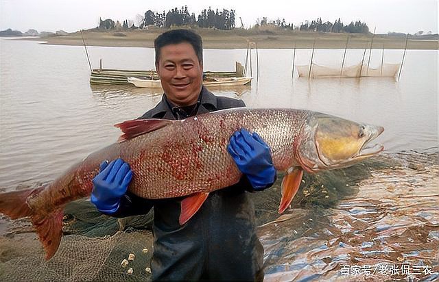 淡水黃劍魚多少錢一斤【淡水黃劍魚價格受多種因素影響】
