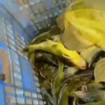 淡水黃劍魚多少錢一斤【淡水黃劍魚價格受多種因素影響】