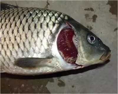 魚爛鰓表現征兆【魚爛鰓是什么導致的老魚友教你如何理清魚類爛鰓病】