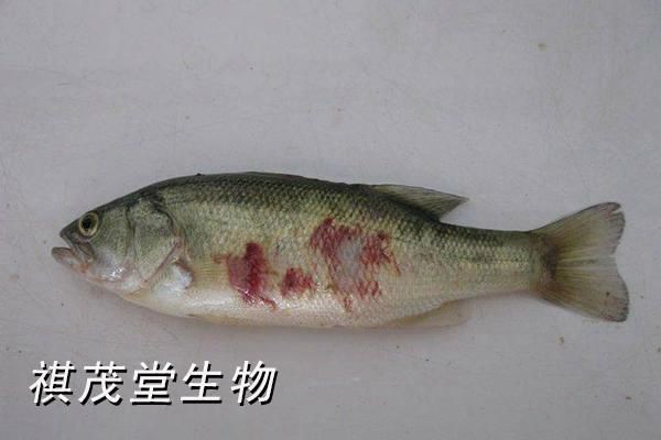 魚爛鰓表現征兆【魚爛鰓是什么導致的老魚友教你如何理清魚類爛鰓病】