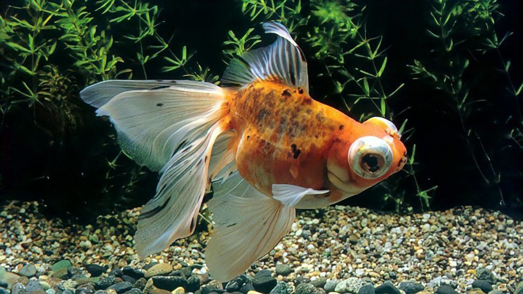 魚爛鰓表現征兆【魚爛鰓是什么導致的老魚友教你如何理清魚類爛鰓病】