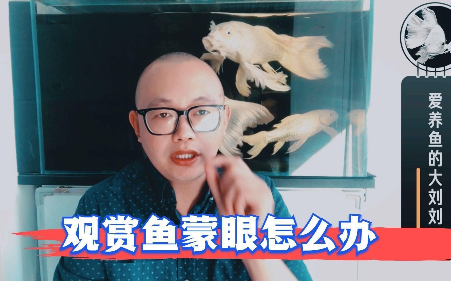 魚蒙眼是什么原因導致的【養魚筆記第3季104集觀賞魚蒙眼到底是不是病】 魚蒙眼是什么原因導致的【養魚筆記第3季104集觀賞魚蒙眼到底是不是病】 龍魚百科 第4張