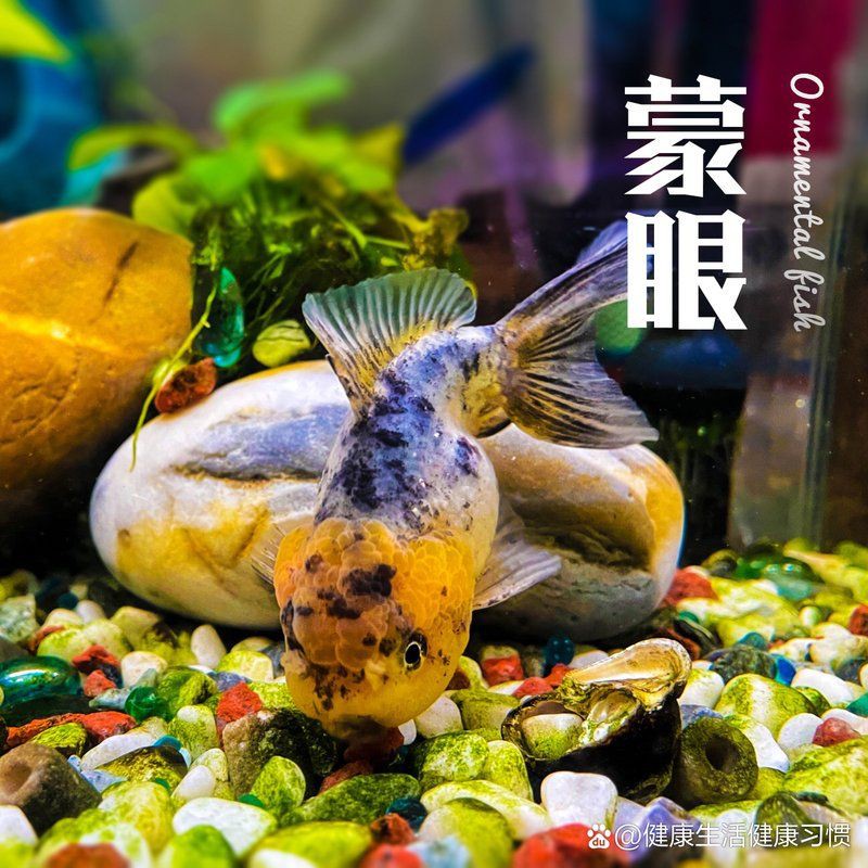 魚蒙眼是什么原因導致的【養魚筆記第3季104集觀賞魚蒙眼到底是不是病】 魚蒙眼是什么原因導致的【養魚筆記第3季104集觀賞魚蒙眼到底是不是病】 龍魚百科 第8張