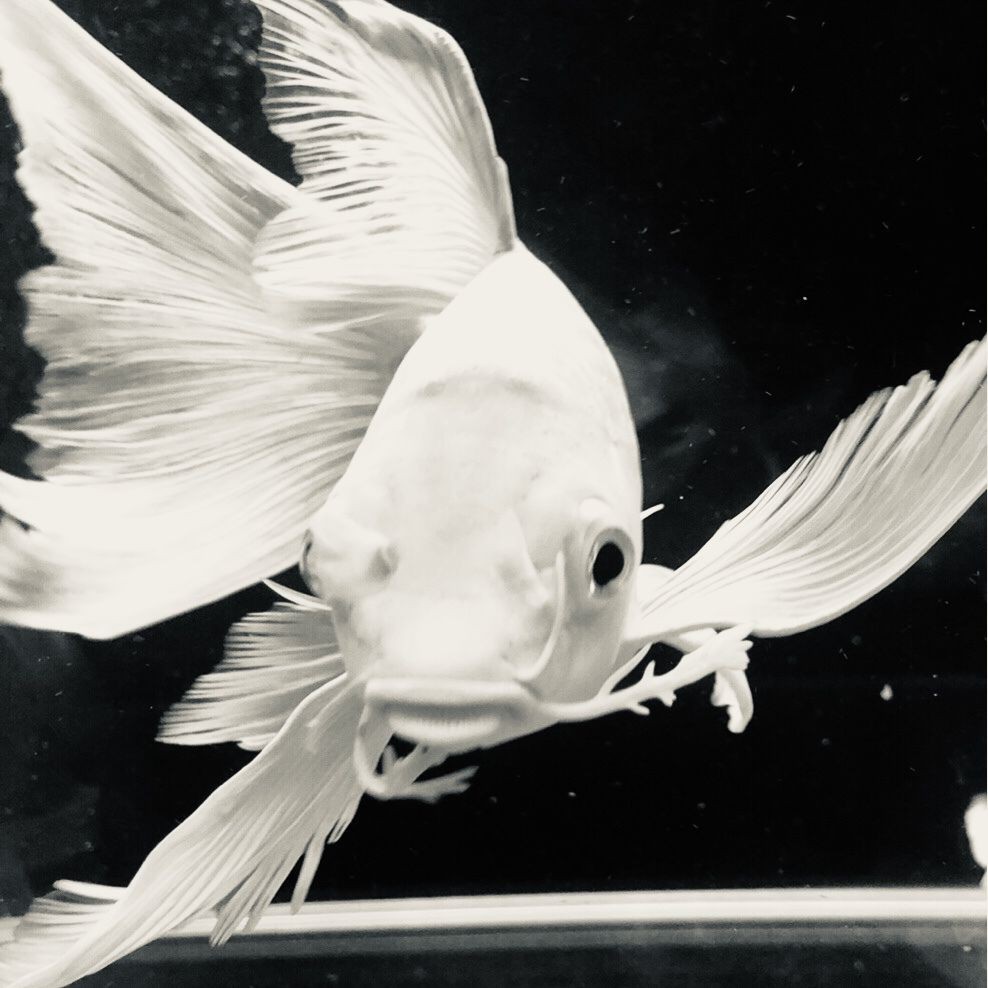 魚蒙眼是什么原因導致的【養魚筆記第3季104集觀賞魚蒙眼到底是不是病】 魚蒙眼是什么原因導致的【養魚筆記第3季104集觀賞魚蒙眼到底是不是病】 龍魚百科 第14張