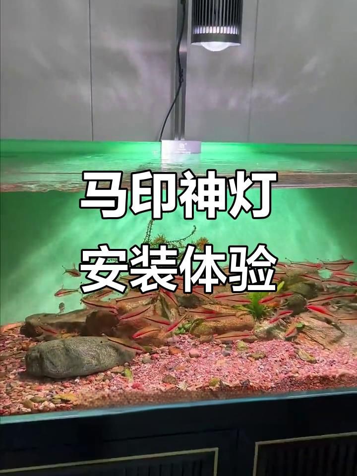 馬印神燈正確使用方法【健康生活家魚缸燈光升級】