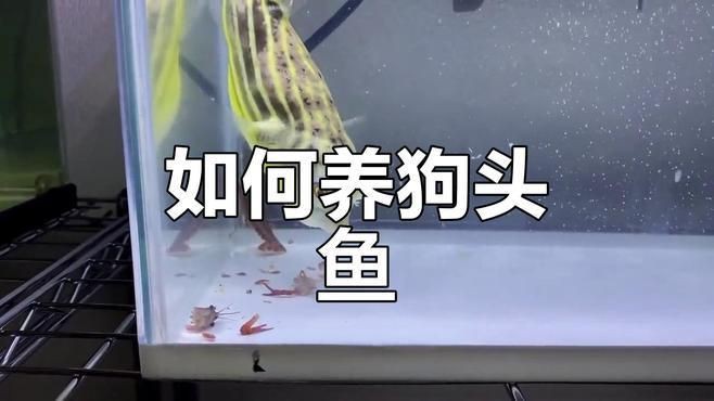 奈及利亞紅圓點(diǎn)狗頭魚喂食方法【《奈及利亞紅圓點(diǎn)狗頭魚喂食方法》】 奈及利亞紅圓點(diǎn)狗頭魚喂食方法【《奈及利亞紅圓點(diǎn)狗頭魚喂食方法》】 龍魚百科 第3張
