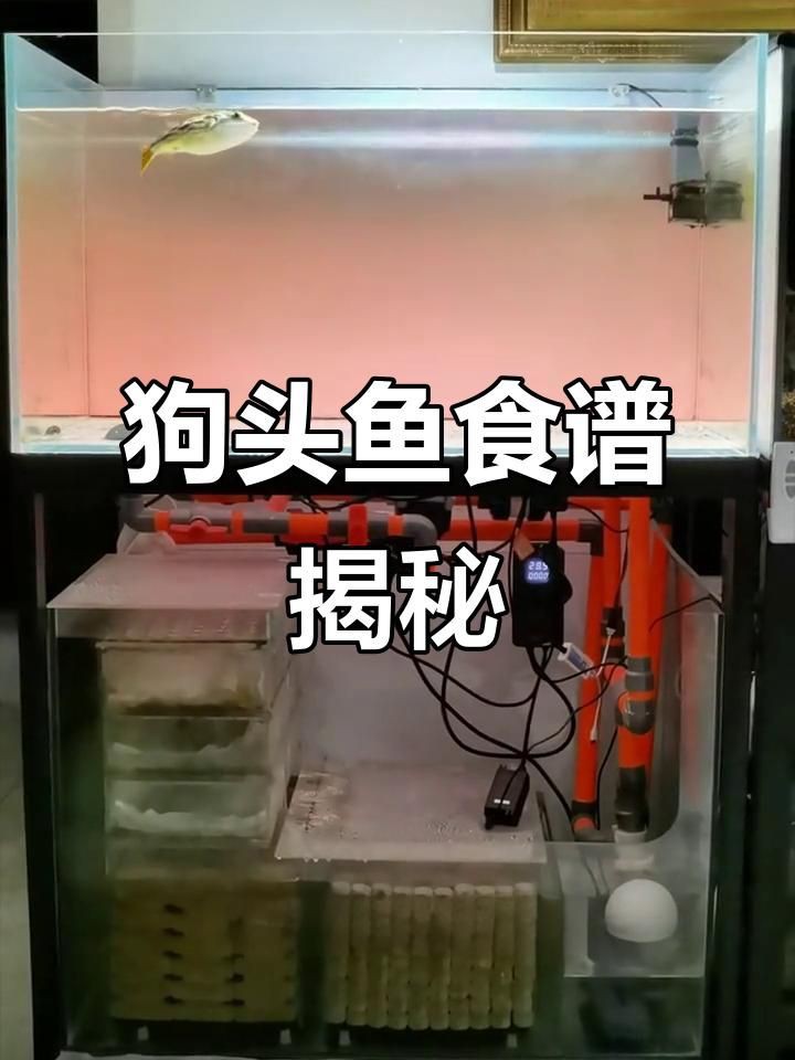 奈及利亞紅圓點(diǎn)狗頭魚喂食方法【《奈及利亞紅圓點(diǎn)狗頭魚喂食方法》】 奈及利亞紅圓點(diǎn)狗頭魚喂食方法【《奈及利亞紅圓點(diǎn)狗頭魚喂食方法》】 龍魚百科 第1張