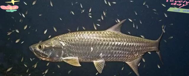 加拉辛泰龐海蓮魚【加拉辛泰龐海鰱】 加拉辛泰龐海蓮魚【加拉辛泰龐海鰱】 全國(guó)水族館企業(yè)名錄 第5張