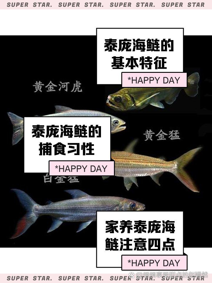 加拉辛泰龐海蓮魚【加拉辛泰龐海鰱】 加拉辛泰龐海蓮魚【加拉辛泰龐海鰱】 全國(guó)水族館企業(yè)名錄 第3張