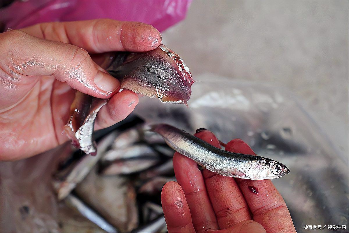 魚尾巴被咬爛了能自愈嗎【寵物小黑魚尾巴被咬后多久會(huì)恢復(fù)再生能力最強(qiáng)如何判斷】