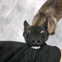 魚尾巴被咬爛了能自愈嗎【寵物小黑魚尾巴被咬后多久會恢復再生能力最強如何判斷】