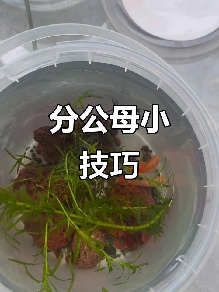 孔雀魚幼崽怎么看公母【一個月孔雀魚公母分辨技巧,顏色和胎斑一學就會】 孔雀魚幼崽怎么看公母【一個月孔雀魚公母分辨技巧,顏色和胎斑一學就會】 龍魚百科 第5張