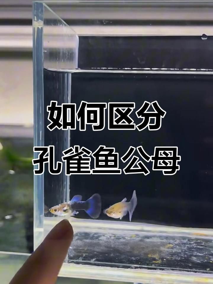 孔雀魚幼崽怎么看公母【一個月孔雀魚公母分辨技巧,顏色和胎斑一學就會】 孔雀魚幼崽怎么看公母【一個月孔雀魚公母分辨技巧,顏色和胎斑一學就會】 龍魚百科 第4張