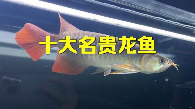 十大頂級貴龍魚【世界十大名貴龍魚排名】