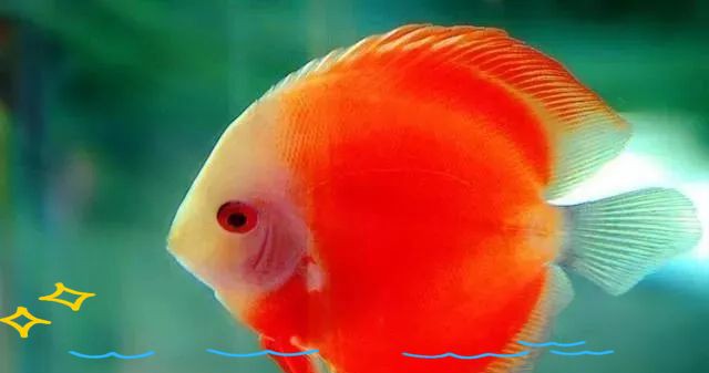 魚尾充血最快消除方法【錦鯉尾巴充血怎么治療錦鯉感冒了如何處理魚尾充血的原因及解決方法】