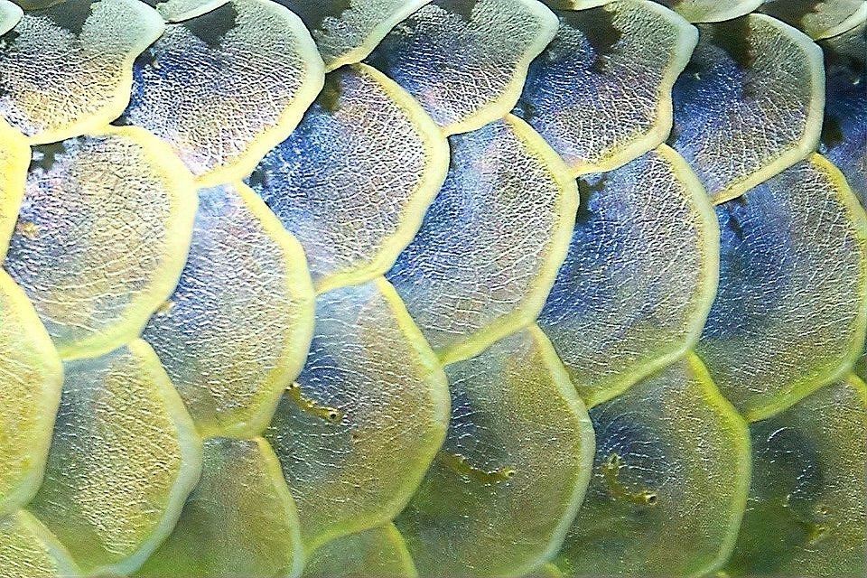 如何判斷龍魚黑鱗病是否好轉(zhuǎn)?【如何判斷龍魚黑鱗病是否好轉(zhuǎn)】 龍魚百科 第3張 如何判斷龍魚黑鱗病是否好轉(zhuǎn)?【如何判斷龍魚黑鱗病是否好轉(zhuǎn)】 如何判斷龍魚黑鱗病是否好轉(zhuǎn)?【如何判斷龍魚黑鱗病是否好轉(zhuǎn)】 龍魚百科 第3張