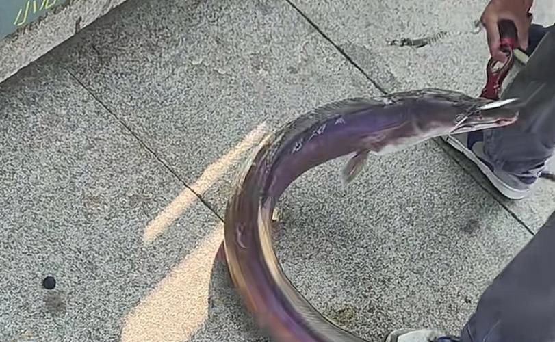 狼牙鰻魚圖片【大“鰻”厲害了!網友:被它咬到就慘了】 狼牙鰻魚圖片【大“鰻”厲害了!網友:被它咬到就慘了】 龍魚百科 第14張