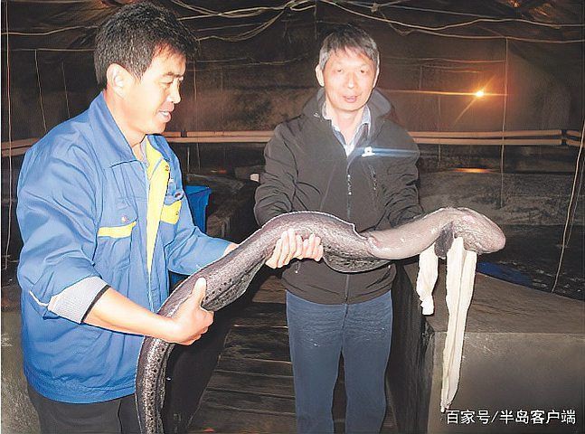狼牙鰻魚圖片【大“鰻”厲害了!網友:被它咬到就慘了】 狼牙鰻魚圖片【大“鰻”厲害了!網友:被它咬到就慘了】 龍魚百科 第25張