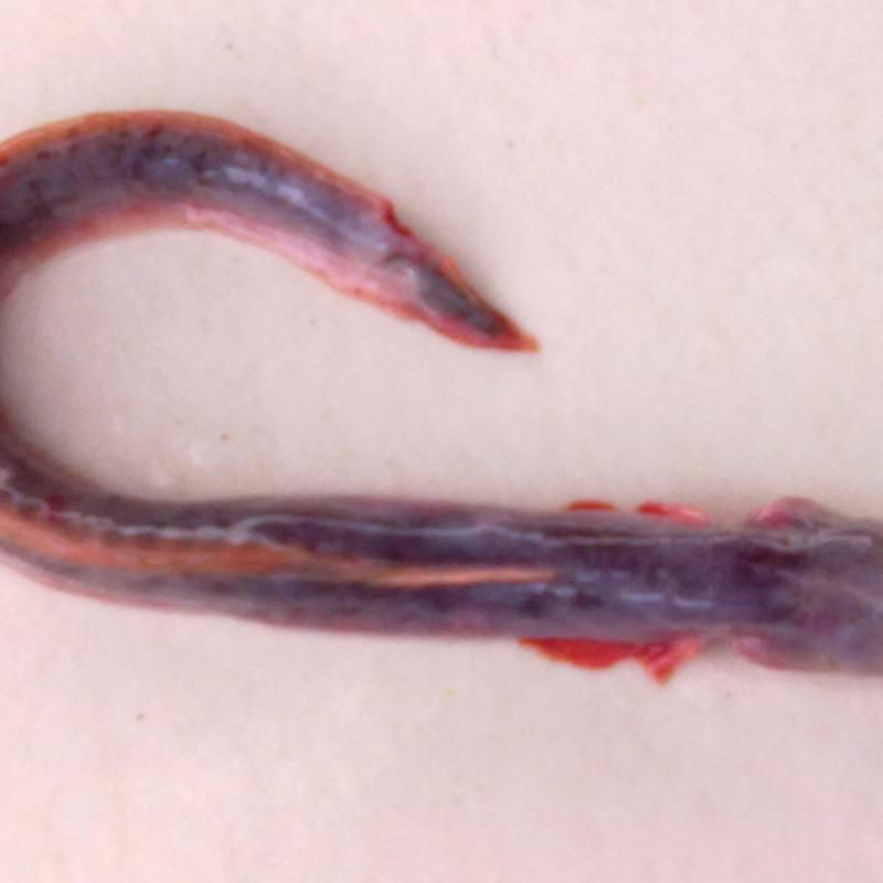 狼牙鰻魚圖片【大“鰻”厲害了!網友:被它咬到就慘了】 狼牙鰻魚圖片【大“鰻”厲害了!網友:被它咬到就慘了】 龍魚百科 第23張