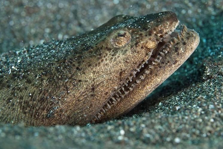 狼牙鰻魚圖片【大“鰻”厲害了!網友:被它咬到就慘了】 狼牙鰻魚圖片【大“鰻”厲害了!網友:被它咬到就慘了】 龍魚百科 第4張