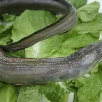 狼牙鰻魚圖片【大“鰻”厲害了!網友:被它咬到就慘了】 狼牙鰻魚圖片【大“鰻”厲害了!網友:被它咬到就慘了】 龍魚百科 第28張