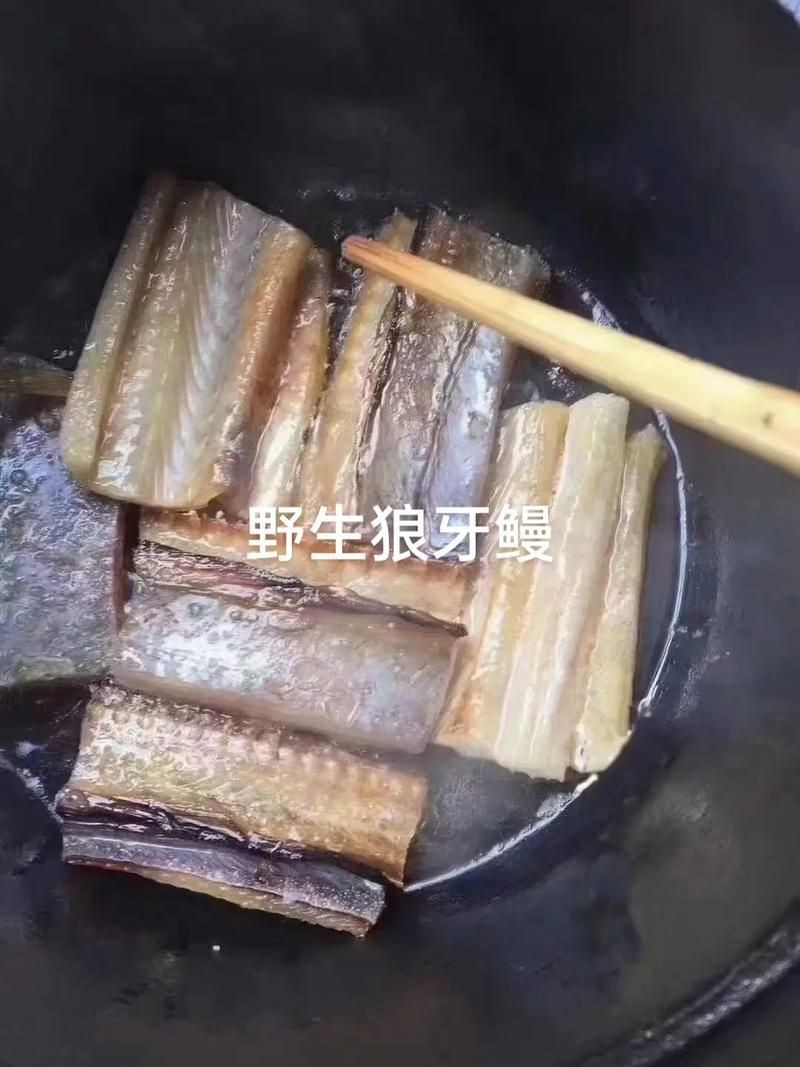 狼牙鰻魚圖片【大“鰻”厲害了!網友:被它咬到就慘了】 狼牙鰻魚圖片【大“鰻”厲害了!網友:被它咬到就慘了】 龍魚百科 第9張