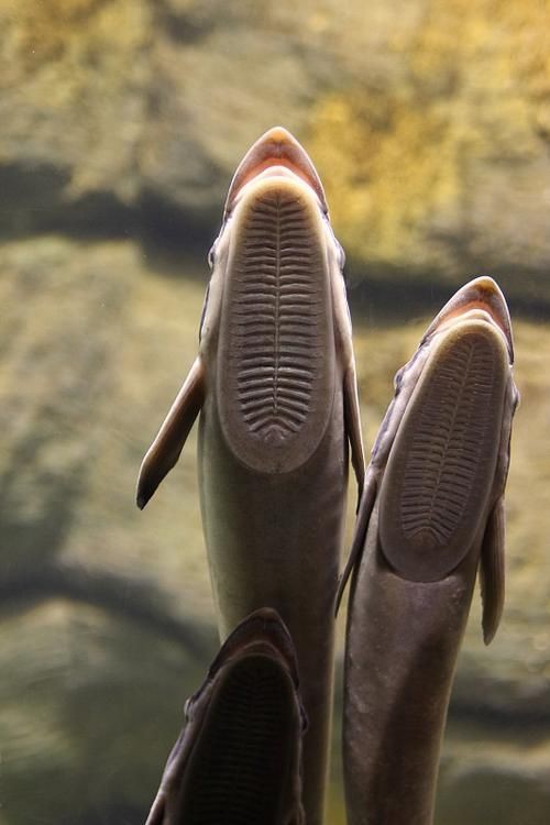 狼牙鰻魚圖片【大“鰻”厲害了!網友:被它咬到就慘了】 狼牙鰻魚圖片【大“鰻”厲害了!網友:被它咬到就慘了】 龍魚百科 第7張