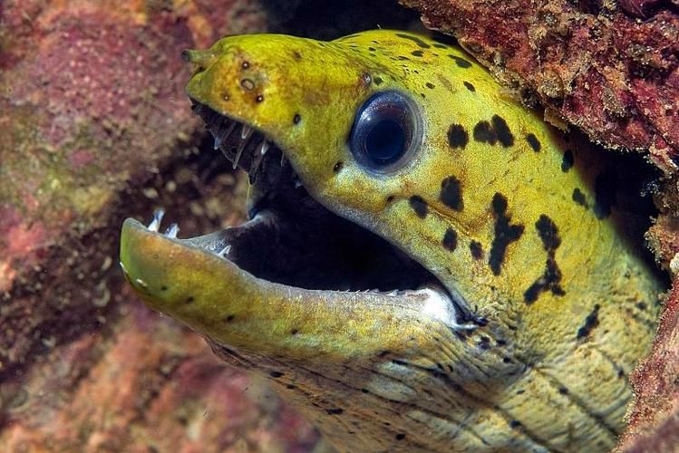 狼牙鰻魚圖片【大“鰻”厲害了!網友:被它咬到就慘了】 狼牙鰻魚圖片【大“鰻”厲害了!網友:被它咬到就慘了】 龍魚百科 第12張